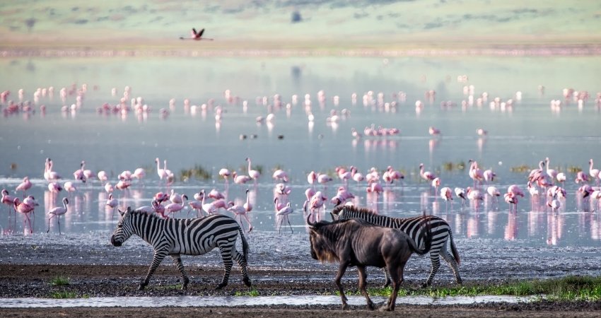 Touristen erkunden die Stadt mit einem lokalen Reiseleiter nach der Ankunft in Tansania Safari.